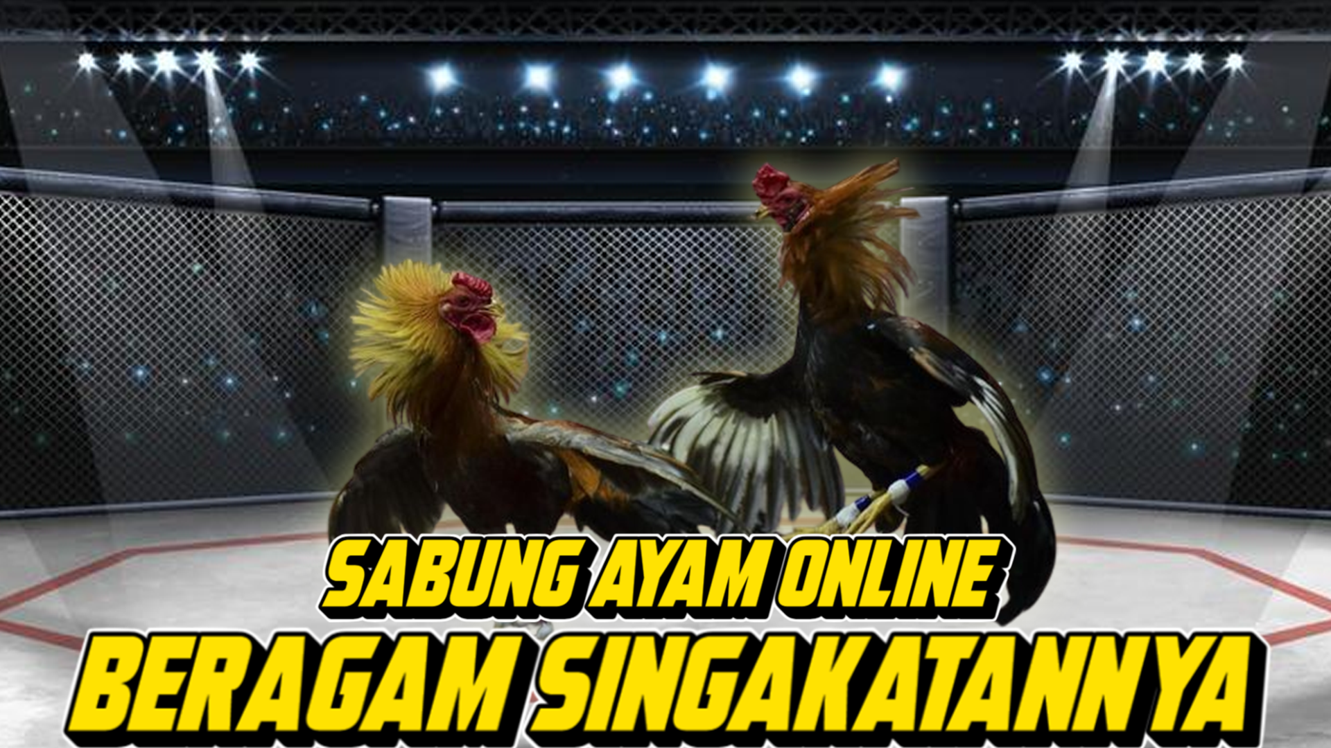 Sabung Ayam