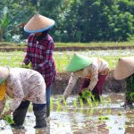Tradisi Tanam Padi: Lebih dari Sekadar Bertani, Simbol Syukur!