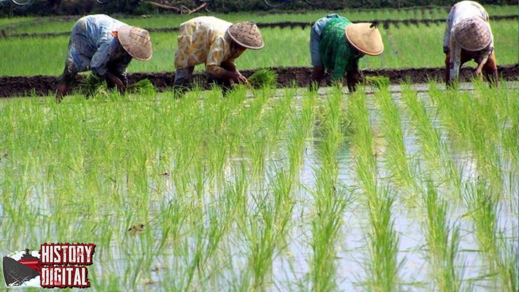 Tradisi Tanam Padi: Lebih dari Sekadar Bertani, Simbol Syukur!