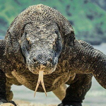 Legenda Komodo