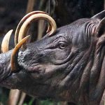 Babi Rusa, Si Taring Melengkung Hewan Purba Penuh Keunikan!