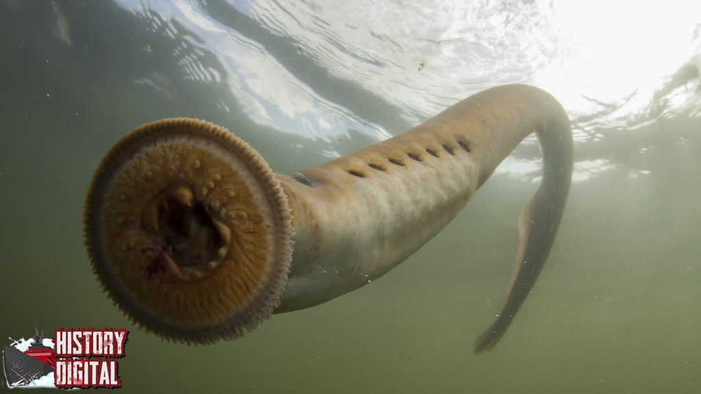 Ikan Lamprey: Misteri Makhluk Purba yang Masih Ada Hingga Kini!
