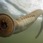 Ikan Lamprey: Misteri Makhluk Purba yang Masih Ada Hingga Kini!
