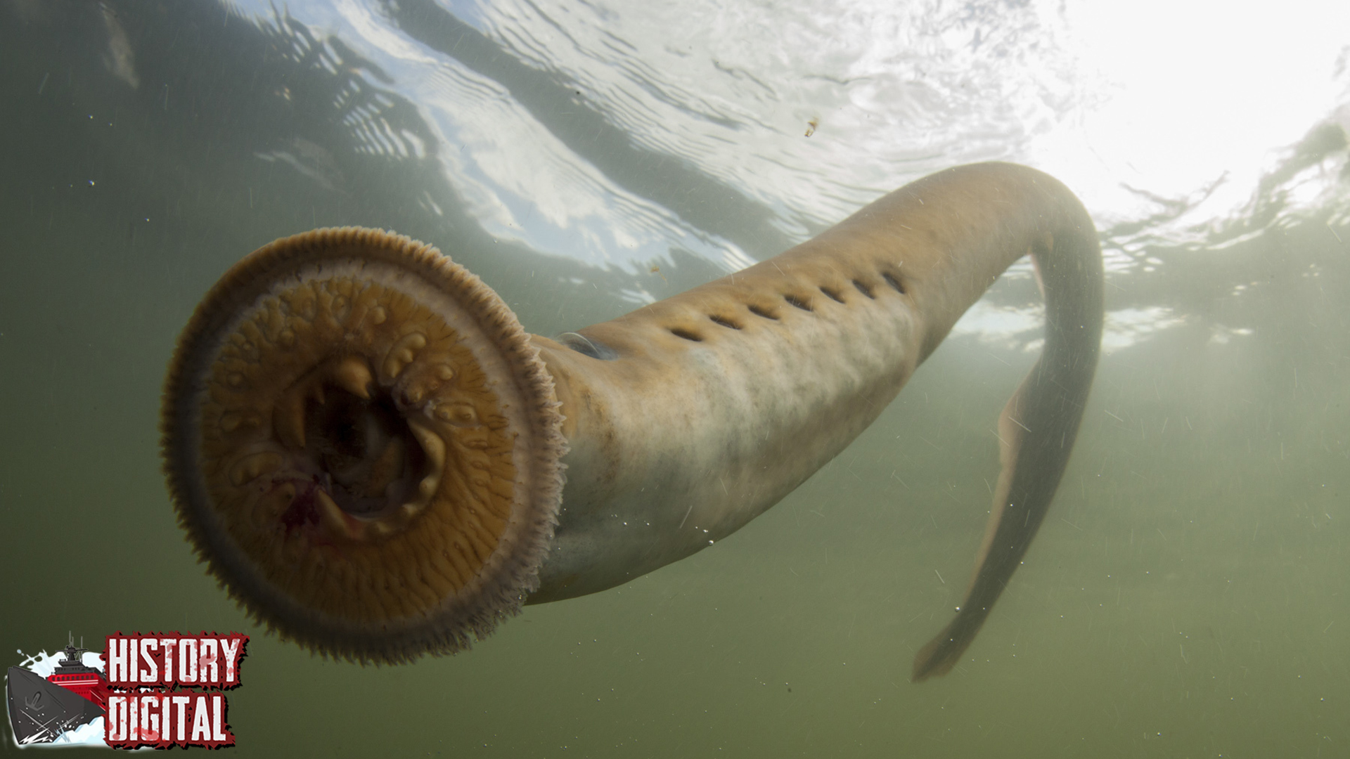 Ikan Lamprey: Misteri Makhluk Purba yang Masih Ada Hingga Kini!