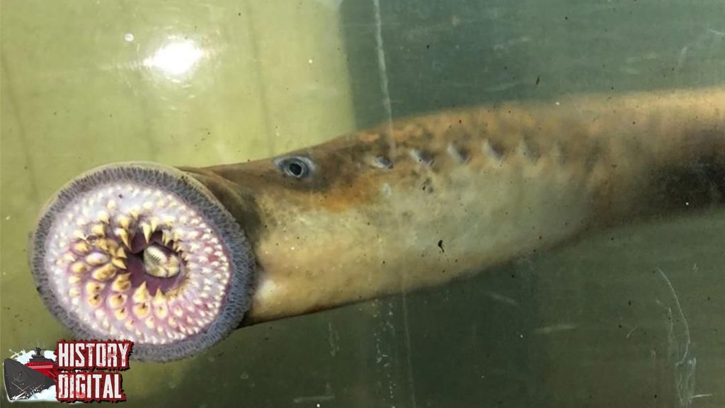 Ikan Lamprey: Misteri Makhluk Purba yang Masih Ada Hingga Kini!