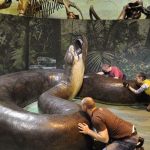 Titanoboa: Misteri Ular Purba Seukuran Kereta Menggemparkan!