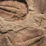 Trilobit: Misteri Hewan Purba yang Pernah Menguasai Lautan!