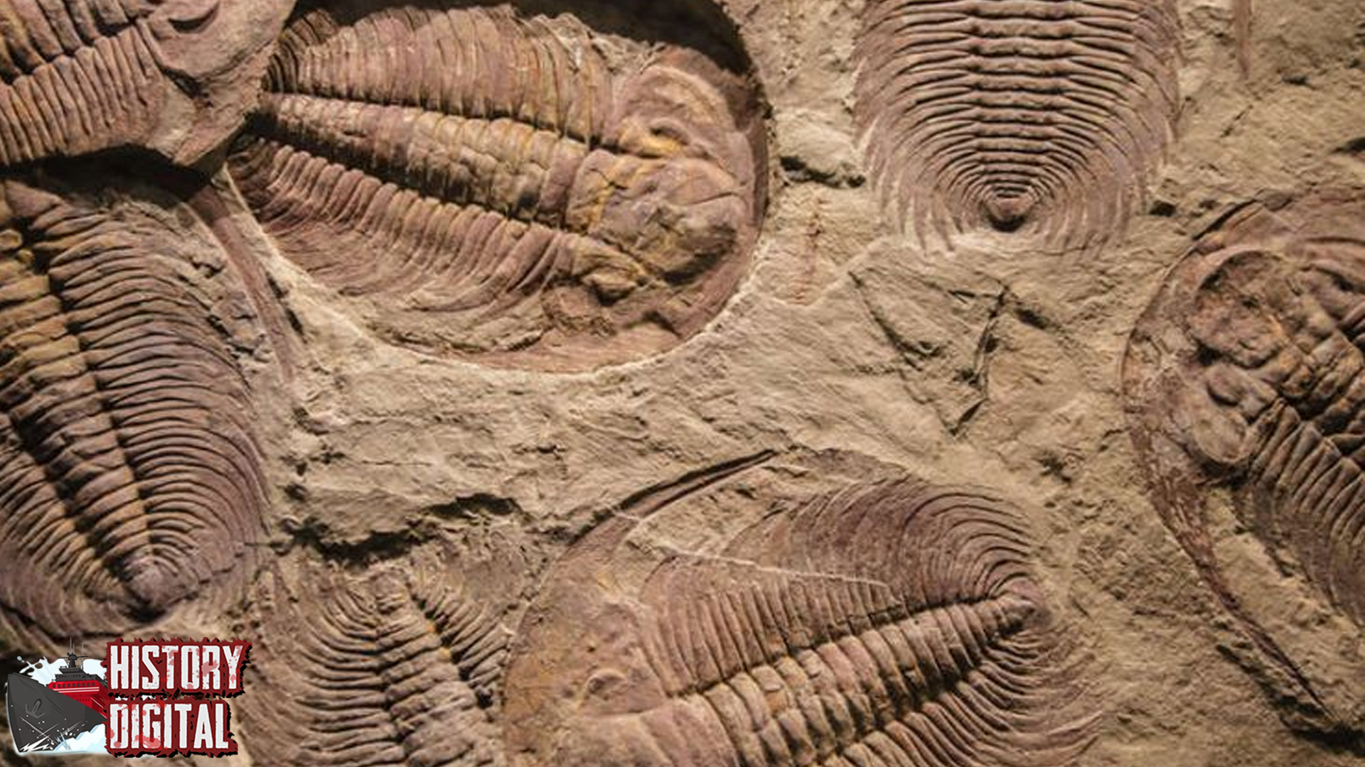 Trilobit: Misteri Hewan Purba yang Pernah Menguasai Lautan!
