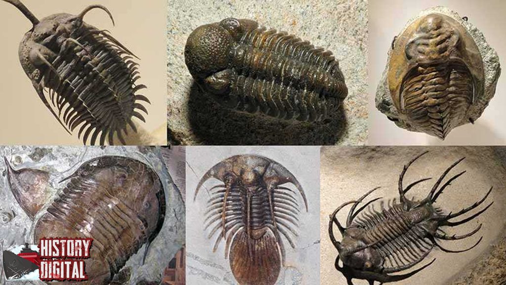 Trilobit: Misteri Hewan Purba yang Pernah Menguasai Lautan!