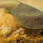 Misteri Udang Kecebong: Makhluk Purba yang Masih Bertahan!