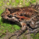 Hula Painted Frog: Katak Kuno yang Jadi Bintang Dunia Sains!