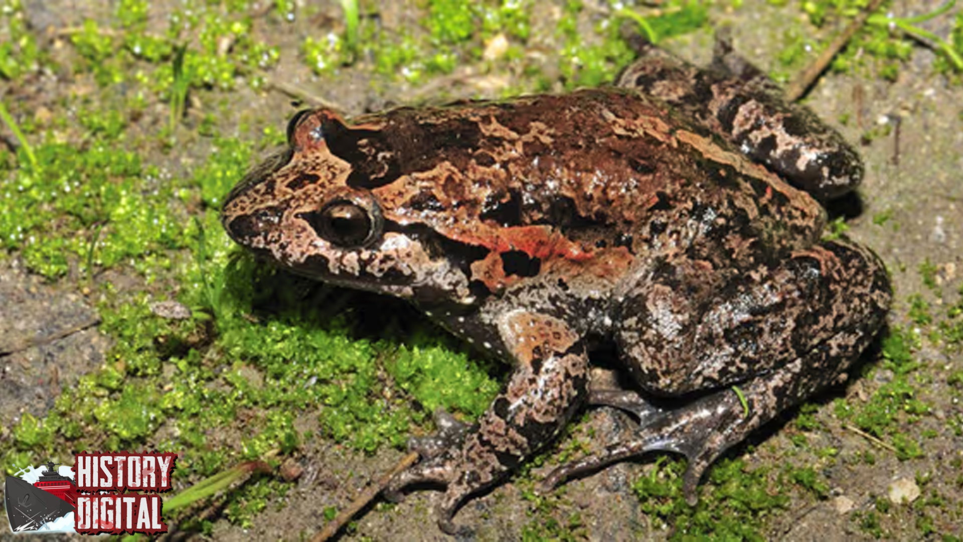 Hula Painted Frog: Katak Kuno yang Jadi Bintang Dunia Sains!