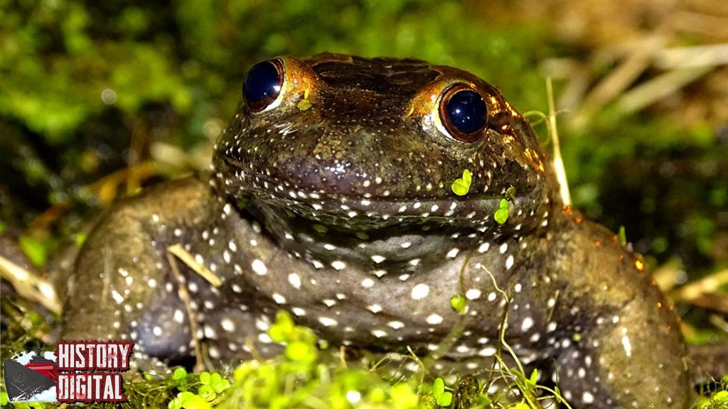 Hula Painted Frog: Katak Kuno yang Jadi Bintang Dunia Sains!