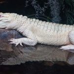 Buaya Putih: Legenda Kekuatan Langka di Balik Reptil Bersejarah!