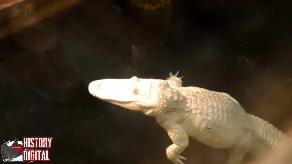 Buaya Putih: Legenda Kekuatan Langka di Balik Reptil Bersejarah!