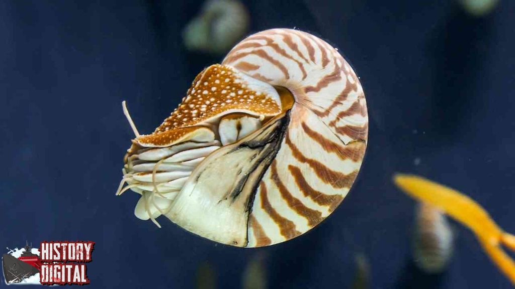 Hewan Chambered Nautilus: Saksi Hidup dari Keajaiban Alam Laut