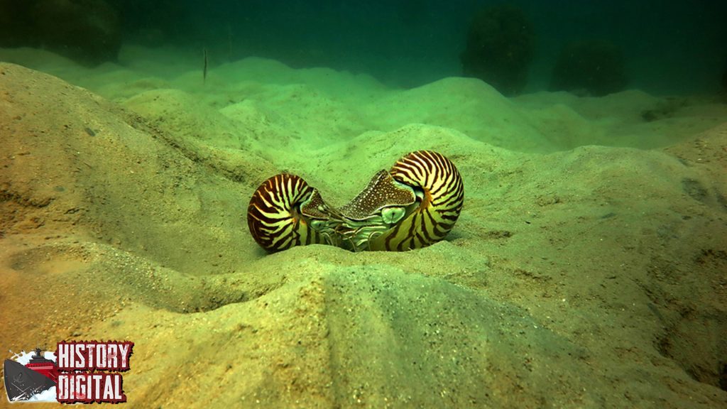 Hewan Chambered Nautilus: Saksi Hidup dari Keajaiban Alam Laut