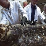 Coelacanth: Keajaiban Alam Bertahan Sejak Jutaan Tahun Lalu!