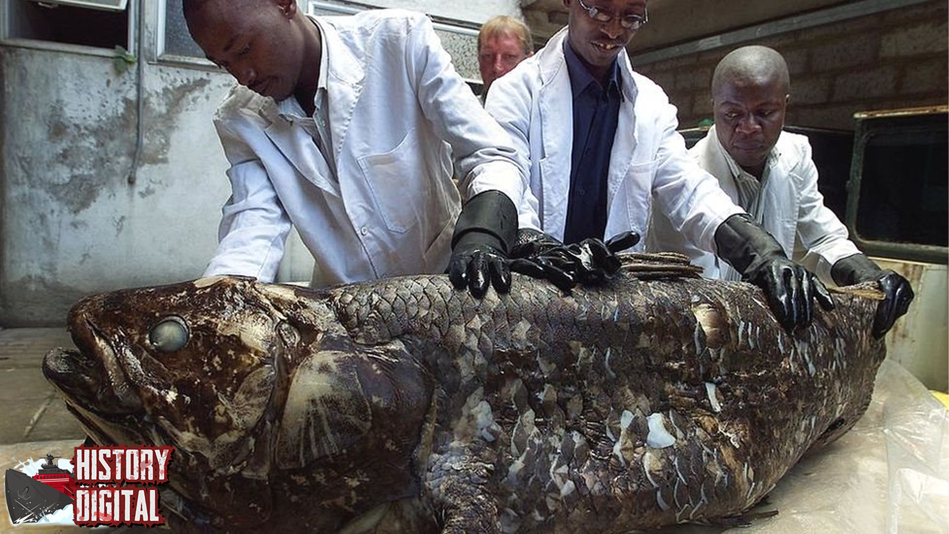 Coelacanth: Keajaiban Alam Bertahan Sejak Jutaan Tahun Lalu!