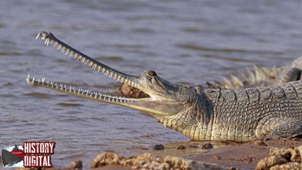 Gharial: Buaya Purba Berhidung Panjang yang Masih Bertahan!