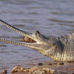 Gharial: Buaya Purba Berhidung Panjang yang Masih Bertahan!