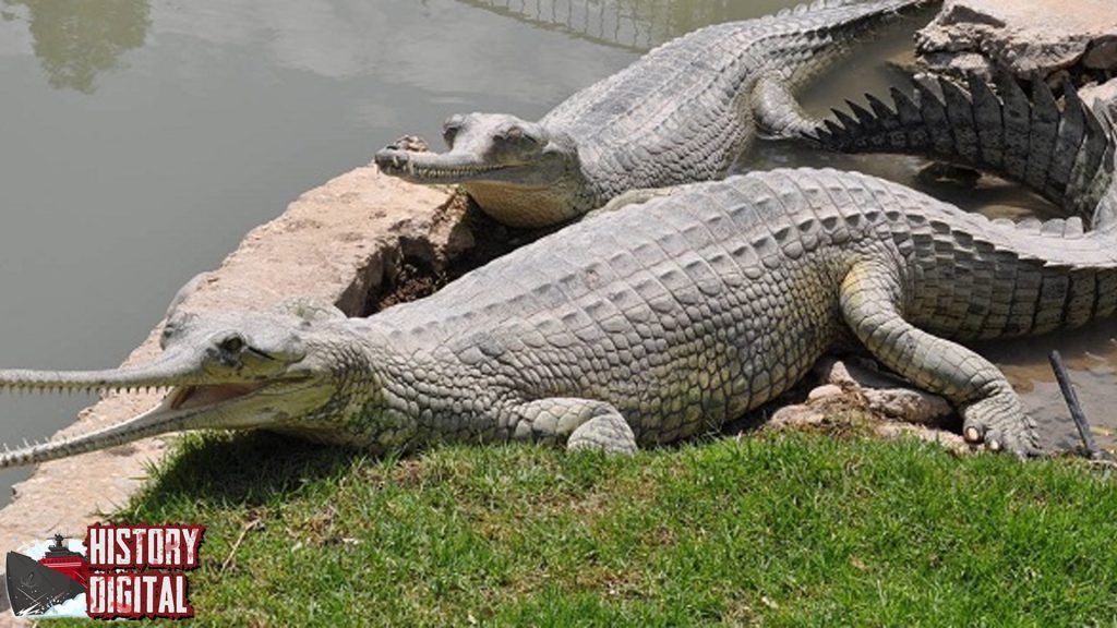 Gharial: Buaya Purba Berhidung Panjang yang Masih Bertahan!