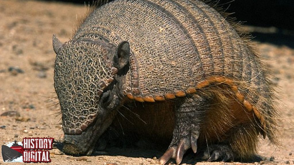 Glyptodon: Hewan Prasejarah dengan Perisai yang Mengagumkan!