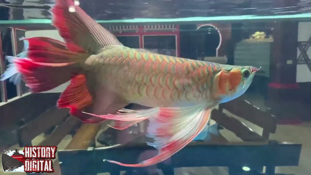 Melihat Keindahan Ikan Arwana: Dari Mitologi hingga Modern!