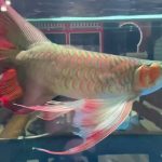 Melihat Keindahan Ikan Arwana: Dari Mitologi hingga Modern!
