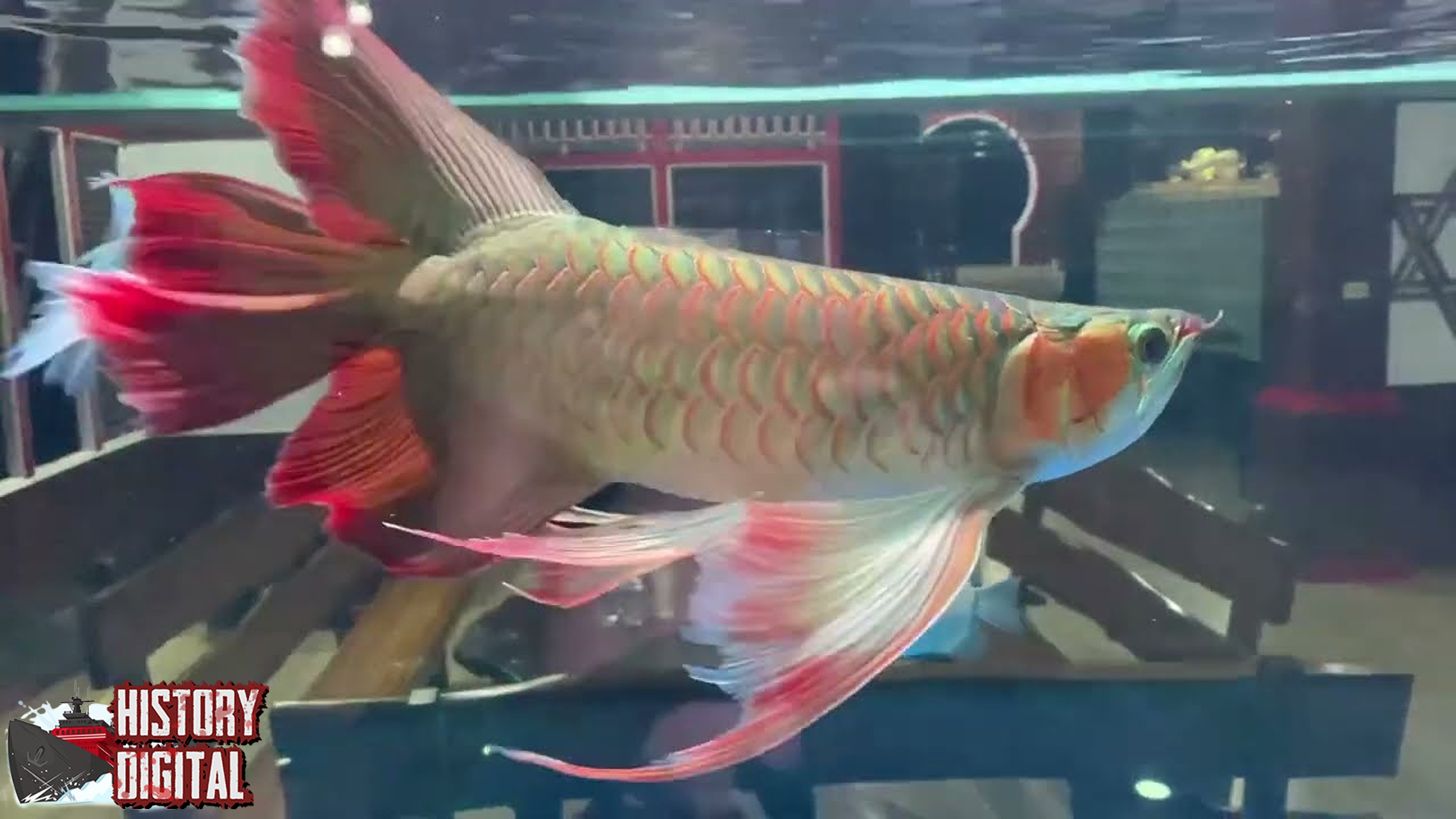 Melihat Keindahan Ikan Arwana: Dari Mitologi hingga Modern!