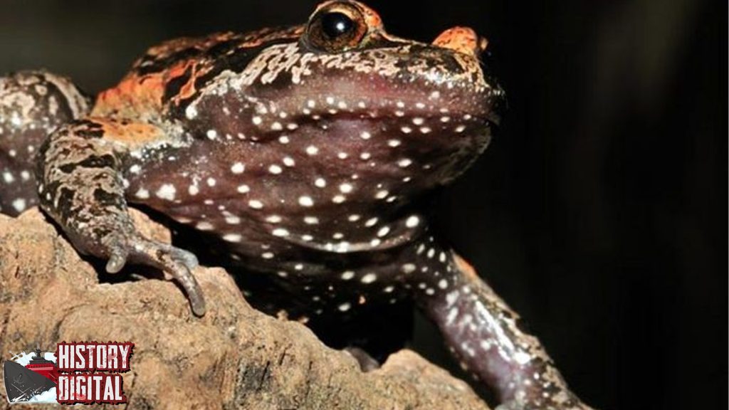 Katak Hula Painted Keunikan Spesies Langka yang Memikat Dunia