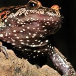 Katak Hula Painted Keunikan Spesies Langka yang Memikat Dunia