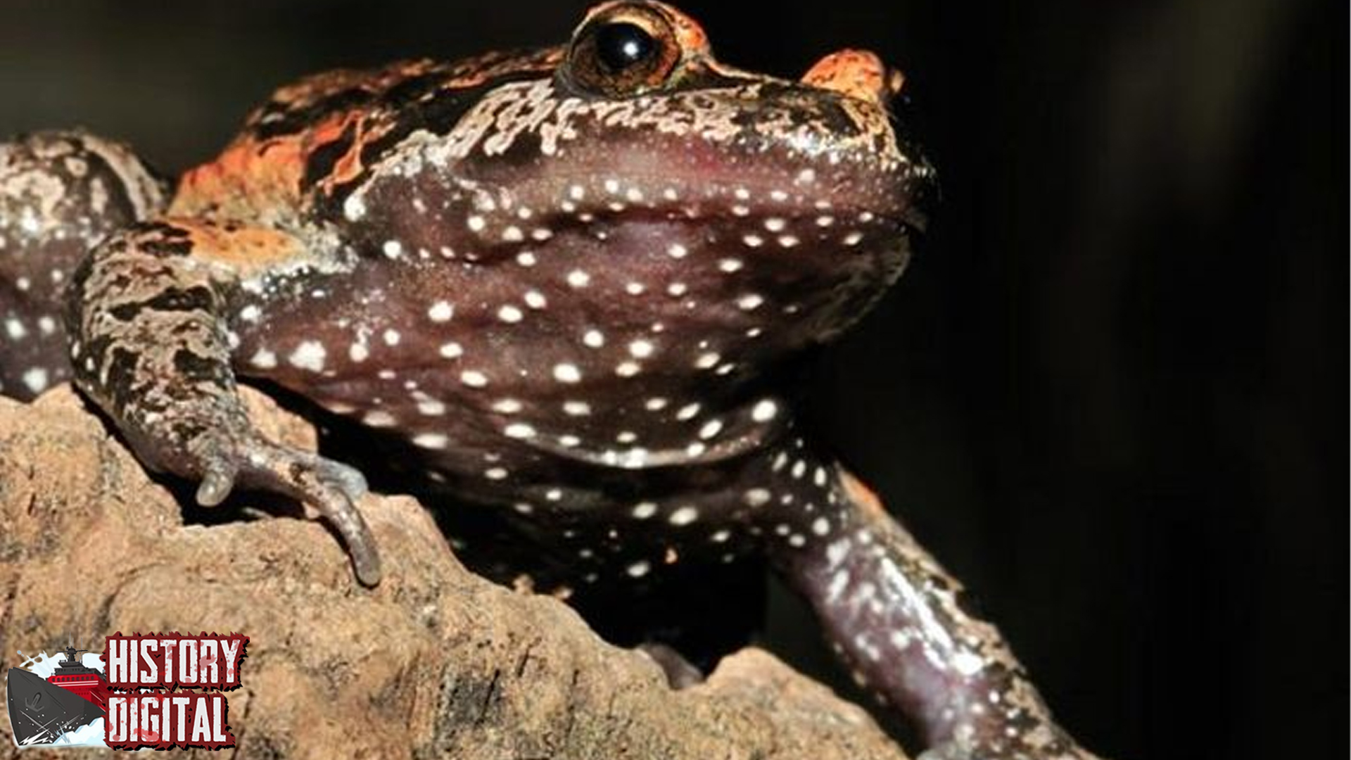 Katak Hula Painted Keunikan Spesies Langka yang Memikat Dunia