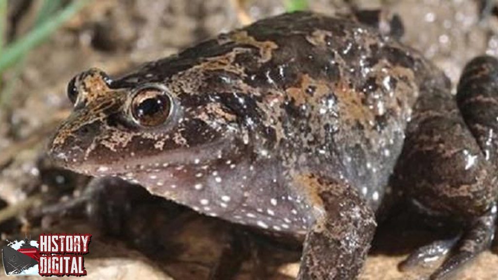 Katak Hula Painted Keunikan Spesies Langka yang Memikat Dunia