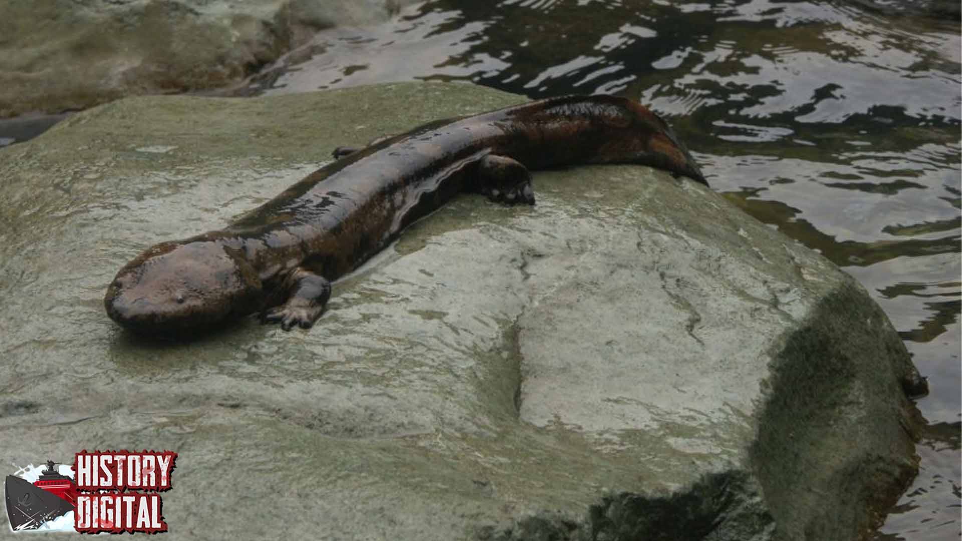 Mengenal Salamander: Hewan Kuno dengan Kemampuan Ajaib!