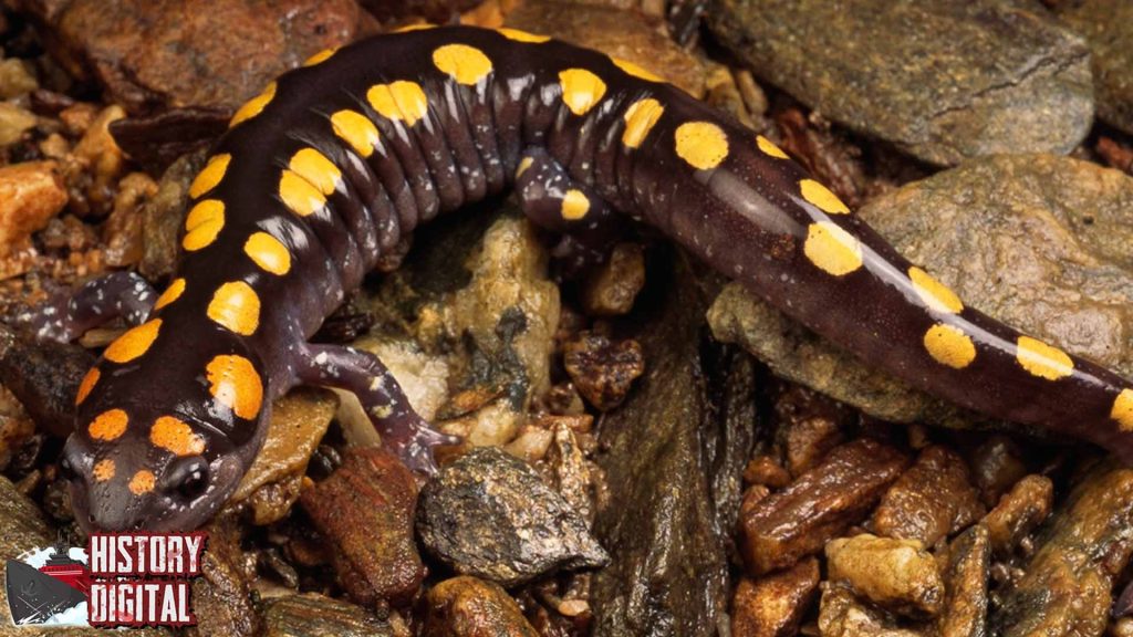 Mengenal Salamander: Hewan Kuno dengan Kemampuan Ajaib!