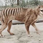Tasmanian Tiger: Fenomena Hewan Langka yang Menjadi Legenda
