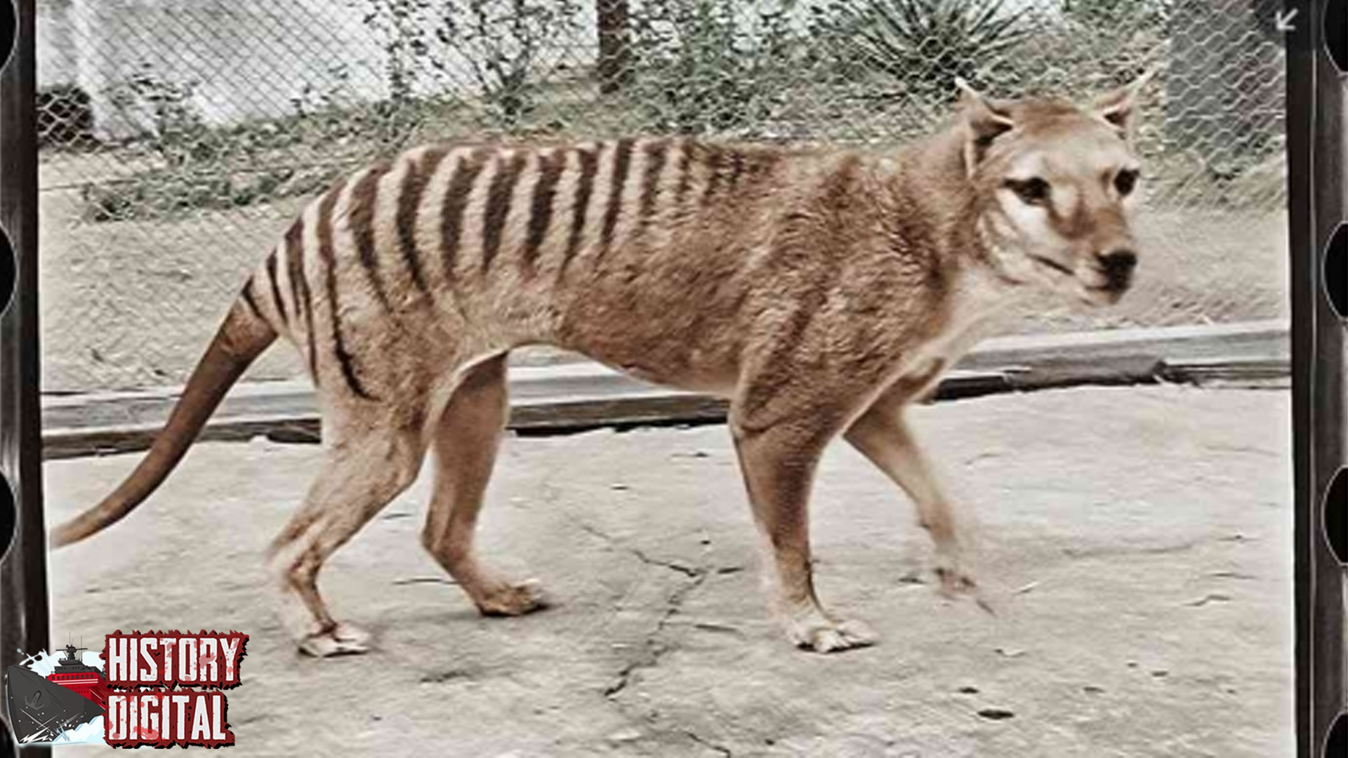 Tasmanian Tiger: Fenomena Hewan Langka yang Menjadi Legenda