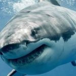 Hiu Megalodon: Predator Lautan yang Mengguncang Dunia!