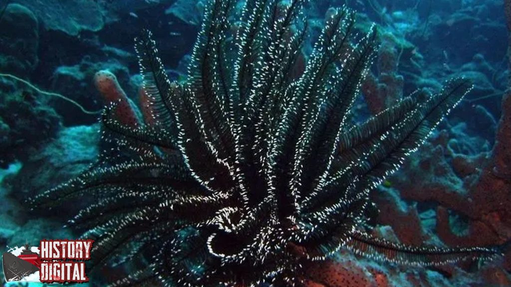Black Coral: Terumbu Karang Purba Tetap Memukau di Lautan!