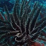 Black Coral: Terumbu Karang Purba Tetap Memukau di Lautan!