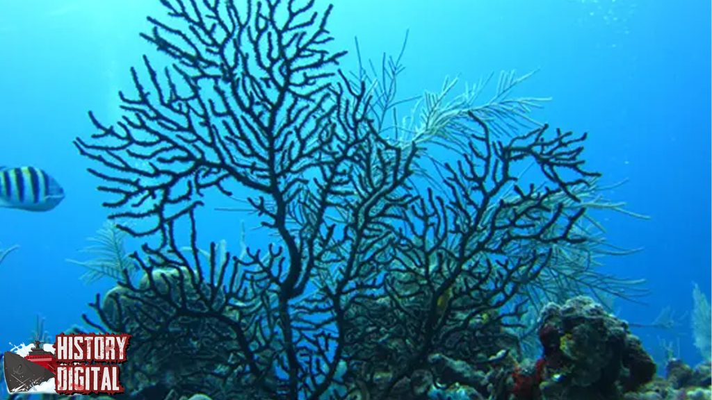 Black Coral: Terumbu Karang Purba Tetap Memukau di Lautan!