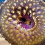 Dracula Purba: Reptil Mini yang Bikin Ahli Fosil Geleng-Geleng!
