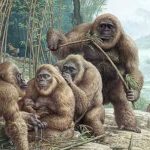 Gigantopithecus: Misteri Primata Raksasa dari Masa Silam!
