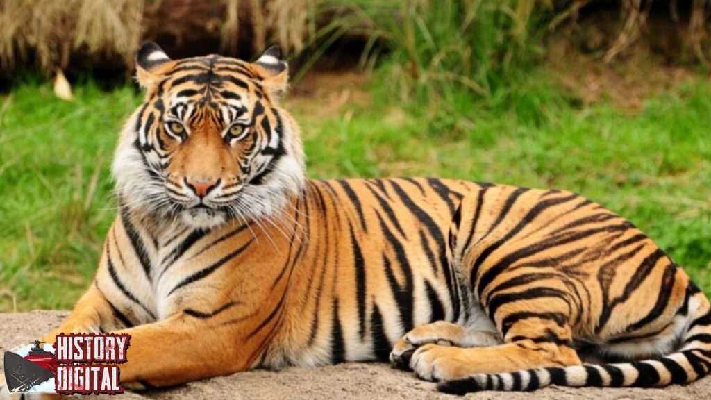 Harimau Sumatera: Sang Raja Hutan yang Kini Diambang Langka!