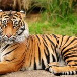 Harimau Sumatera: Sang Raja Hutan yang Kini Diambang Langka!