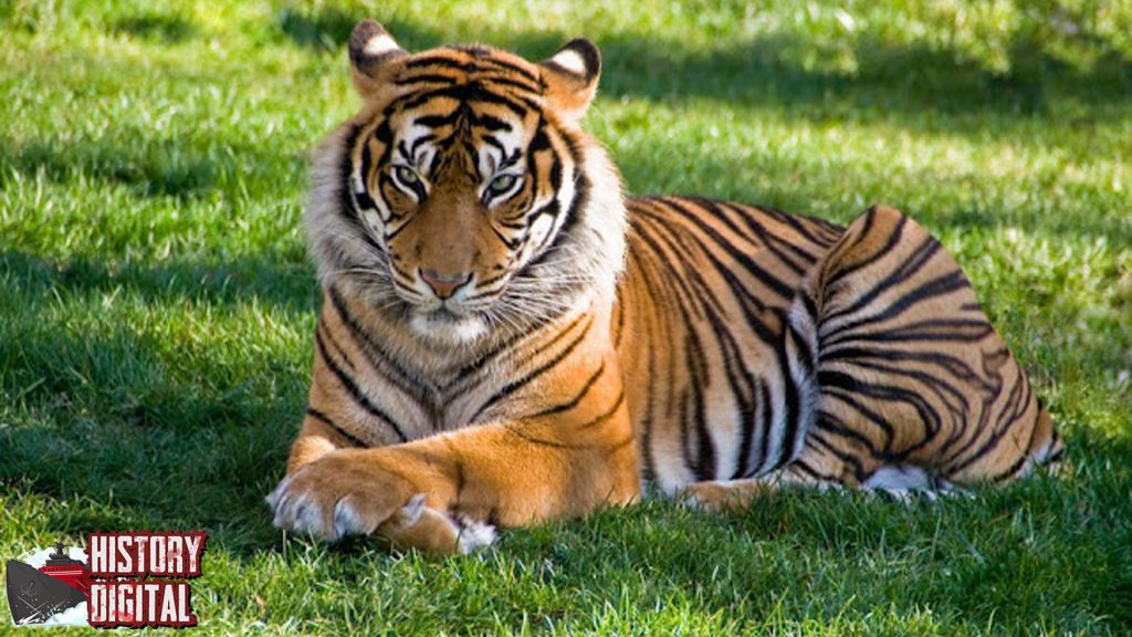 Harimau Sumatera: Sang Raja Hutan yang Kini Diambang Langka!
