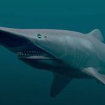 Hiu Goblin: Predator Purba Membuat Dunia Laut Semakin Aneh