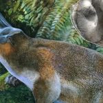 Platypus: Misteri Hewan Purba yang Tak Terduga di Dunia Modern!
