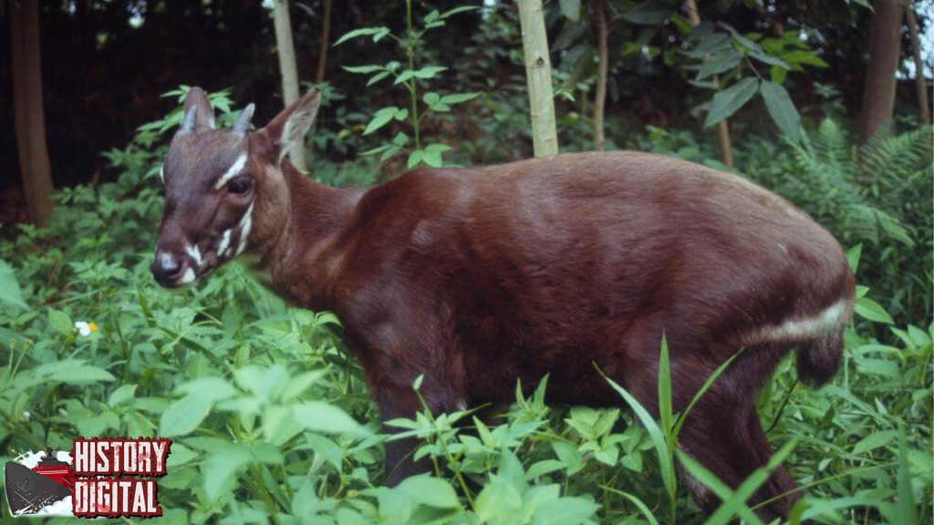 Saola: Menelusuri Jejak Hewan Legendaris yang Hampir Punah